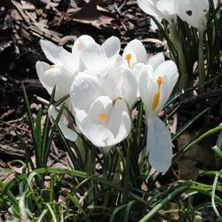 Jeanne_DArc Jeanne d’Arc Crocus