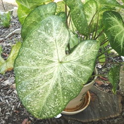 June_Bride2 June Bride Fancy Leaf Caladium