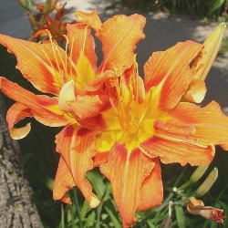 Kwanzo Kwanzo Daylily