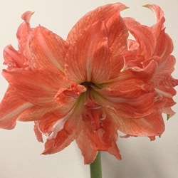 Lady Jane Amaryllis - Image 1
