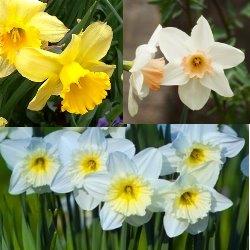 Large_Cup_Daffodil_Collection2 Large Cup Daffodil Collection