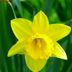 Large_Cup_St_Keverne St. Keverne Daffodils by the Bushel