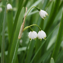 Leucojum Leucojum By the Bushel