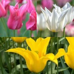 Lily-Flowering_Tulip_Collection Lily-Flowering Tulip Collection