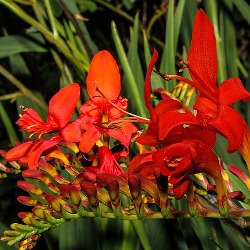 Lucifer Lucifer Crocosmia