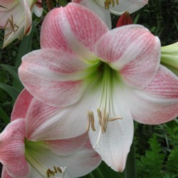 MC_Apple_Blossom Apple Blossom Amaryllis