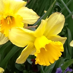 MC_Carlton Carlton Daffodils by the Bushel