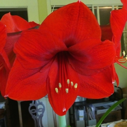 MC_Red_Lion Red Lion Amaryllis