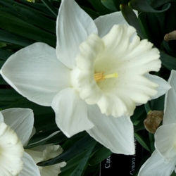 Mount Hood Daffodil