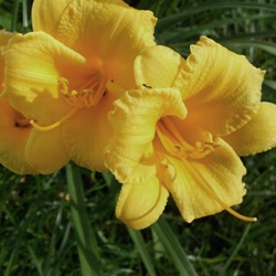 Mary_Todd Mary Todd Daylily