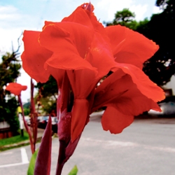 Millette_Red_Dazzler Red Dazzler Giant Canna