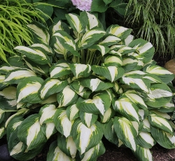 Millette_Vulcan Vulcan Hosta