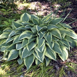 Millette_Wolverine Wolverine Hosta
