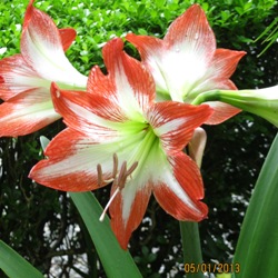 Minerva Minerva Amaryllis
