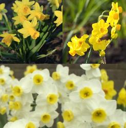 Miniature_Daffodil_Collection Miniature Daffodil Collection