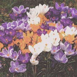 Mixed_Giant Mixed Giant Crocus