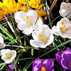 Mixed_Species Mixed Species (Snow) Crocus
