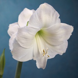 Mont_Blanc Amaryllis for the Garden