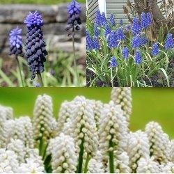 Muscari_Collection Muscari Collection