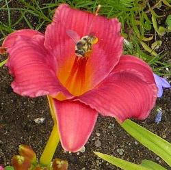 NGA_Nora_Jukes_Wine_Delight Wine Delight Daylily