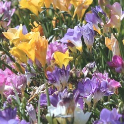 Freesia