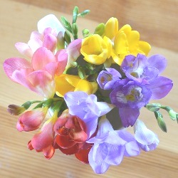 Freesias (Spring)