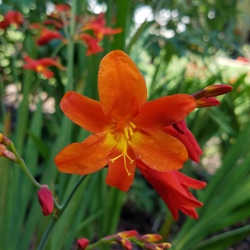 Orange_Lucifer-Mearkle2 Orange Lucifer Crocosmia