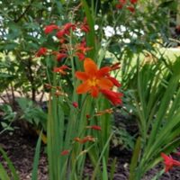 Orange_Lucifer_Mearkle Orange Lucifer Crocosmia