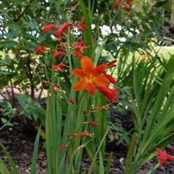 Orange_Lucifer_Mearkle Orange Lucifer Crocosmia