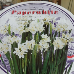 Dutch Design Paperwhite Bowl