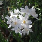 Paperwhites (for Forcing)