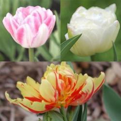 Peony-Flowering_Tulip_Collection Peony-Flowering Tulip Collection