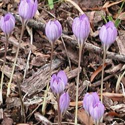 Pickwick Pickwick Crocus