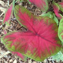 Postman_Joyner2 Postman Joyner Fancy Leaf Caladium