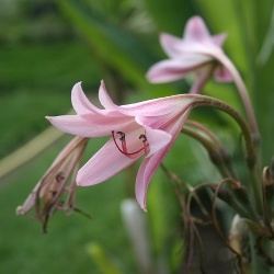 Powellii Crinum