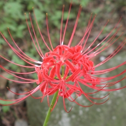 Radiata Radiata Lycoris
