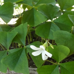 Regnellii Oxalis Regnellii