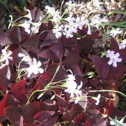 Regnellii_Triangularis Oxalis Regnellii Triangularis