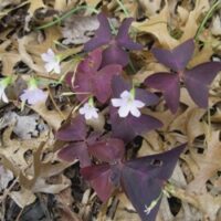 Oxalis Regnellii Triangularis