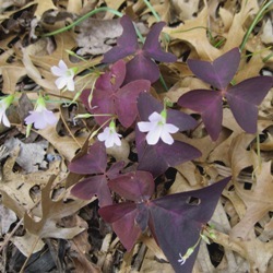 Oxalis Regnellii Triangularis