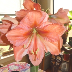 Rilona Rilona Amaryllis