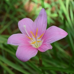 Robustus Zephyranthes Robustus