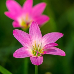 Rosea Zephyranthes Rosea