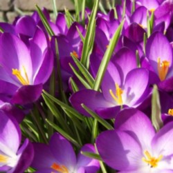 Ruby_Giant Ruby Giant Crocus