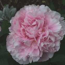 Sarah Bernhardt Peony Clump