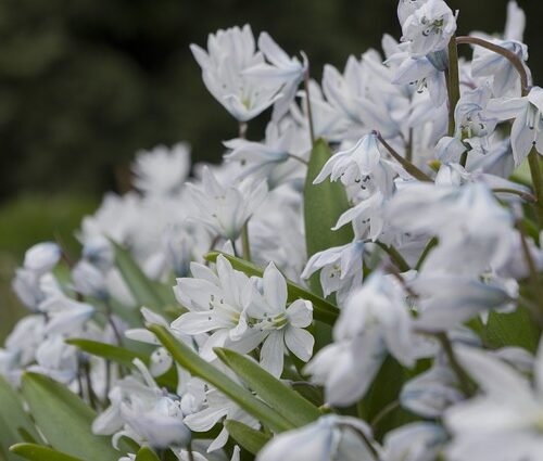 Scilla Siberica Alba