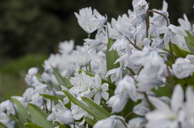Scilla Siberica Alba