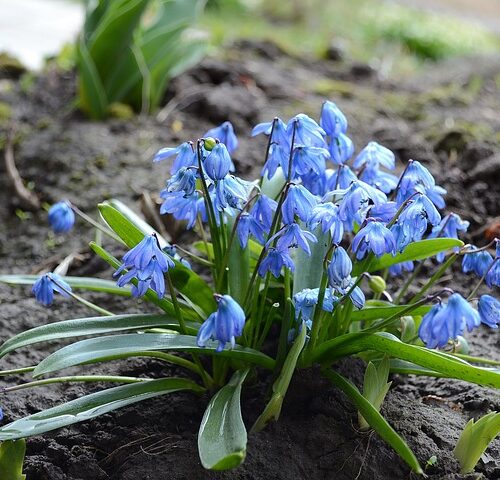 Scilla Siberica Blue
