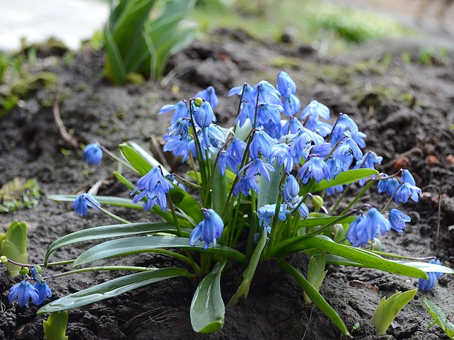 Scilla_Siberica_Blue Scilla Siberica Blue