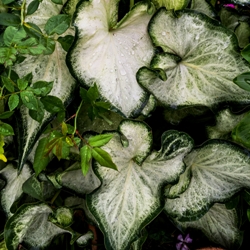Shutterstock_Aaron Aaron Fancy Leaf Caladium